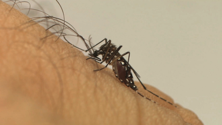 Conheça a diferença entre os sintomas da dengue, zika e chikungunya