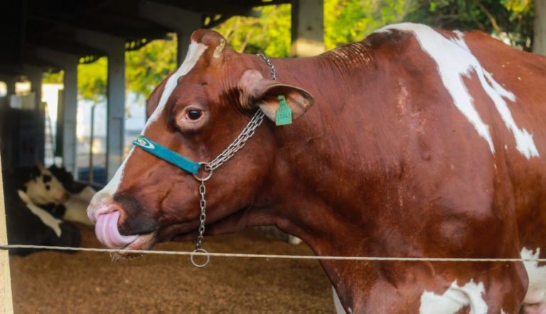 Exposul Rural 2022 começa em Cachoeiro de Itapemirim