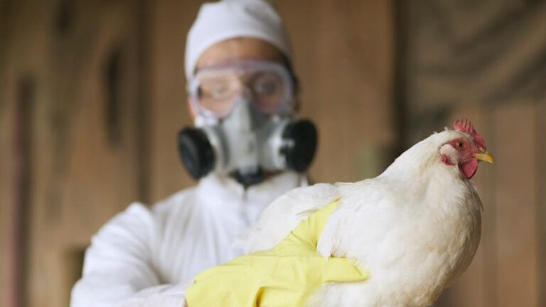 Gripe aviária: Ministério da Agricultura confirma 3 novos casos em aves silvestres
