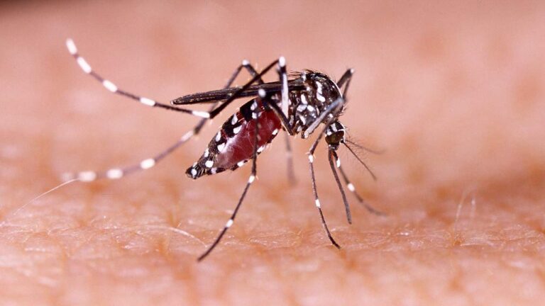 Dengue e chikungunya preocupam os capixabas: ES entre os estados com maior incidência