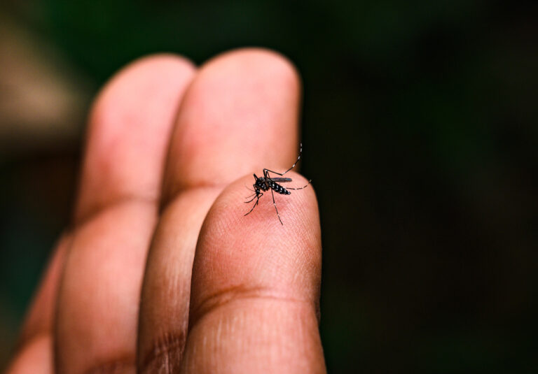Dia Nacional de Combate à Dengue neste sábado (23)