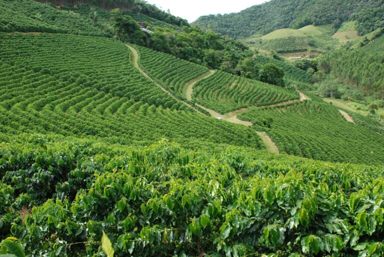 Valor Bruto da Produção Agropecuária do Espírito Santo bate recorde histórico e chega a R$ 31,2 bilhões